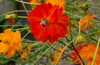 Freilichtmuseum Ballenberg (thumbnail)
