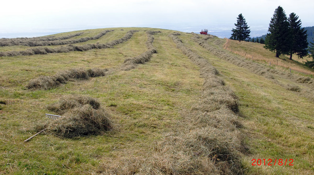 Heuen auf über 1000m Höhe