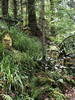 Die Wichtelstadt an der Hütte (thumbnail)